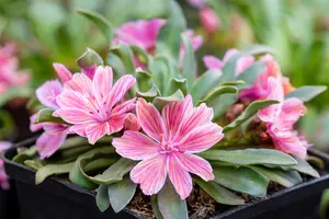Lewisia longipetala 'Little Raspberry' 
