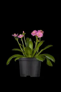 Lewisia 'Mountain Dreams'
