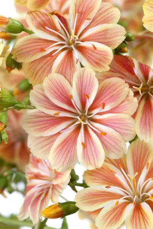 Lewisia 'Regenbogen'(Rainbow) - P9 - image 1