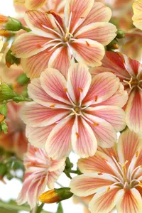 Lewisia 'Regenbogen'(Rainbow)