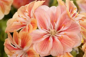 Lewisia 'Regenbogen'(Rainbow) - P9 - image 3