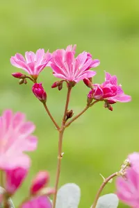 Lewisia 'Safira Sunrise' - 2 Ltr pot - image 2