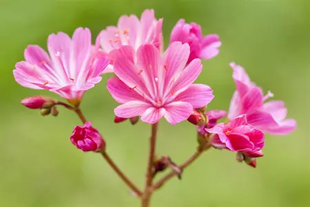 Lewisia 'Safira Sunrise' - 2 Ltr pot - image 1