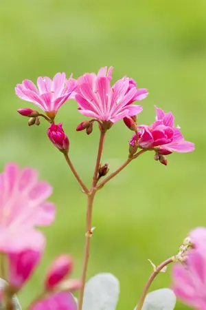 Lewisia 'Safira Violet' - 2 Ltr pot - image 2