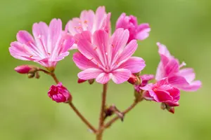 Lewisia 'Safira Violet'