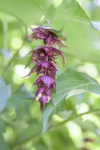 Leycesteria formosa