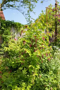 Leycesteria formosa - 10 Ltr pot - image 3