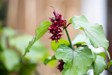 Leycesteria formosa - 2 Ltr pot - image 2
