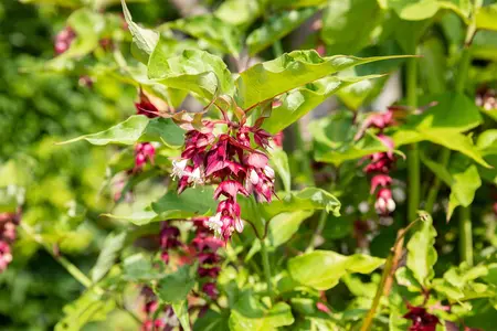 Leycesteria formosa - 10 Ltr pot - image 4