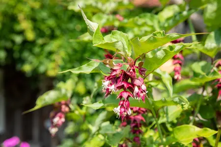 Leycesteria formosa - 10 Ltr pot - image 5