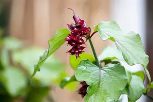 Leycesteria formosa - 40-50 CM C3 - image 2
