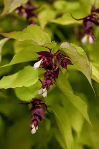 Leycesteria formosa 'Golden Lantern' - P10.5