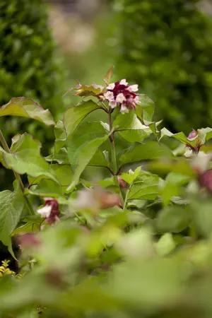 Leycesteria formosa 'Purple Rain' - 3 Ltr pot - image 1