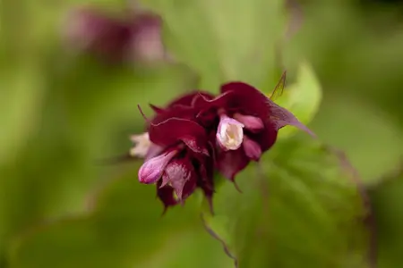 Leycesteria formosa 'Purple Rain' - 3 Ltr pot - image 2