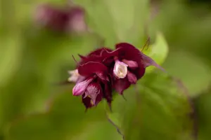 Leycesteria formosa 'Purple Rain' - 3 Ltr pot - image 2