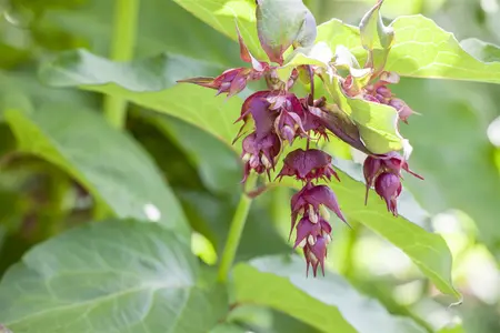 Leycesteria formosa 'Purple Rain' - 3 Ltr pot - image 3