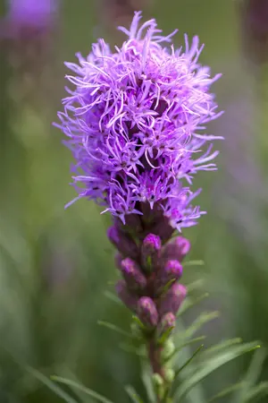 Liatris spicata - 2 Ltr pot - image 3