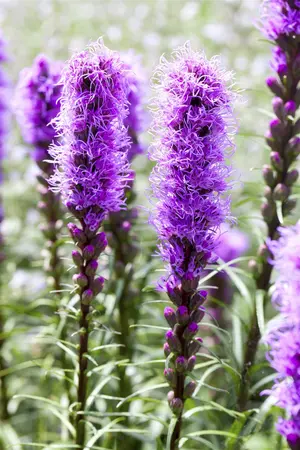 Liatris spicata - P11 - image 1
