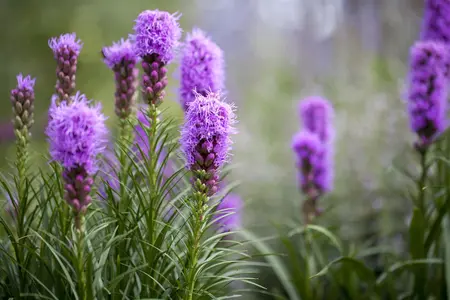 Liatris spicata - 2 Ltr pot - image 2