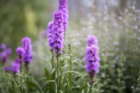 Liatris spicata - 2 Ltr pot - image 4