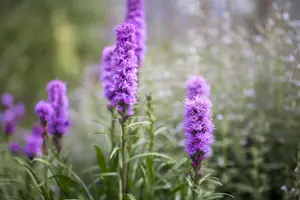 Liatris spicata - 2 Ltr pot - image 4