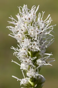 Liatris spicata 'Alba'