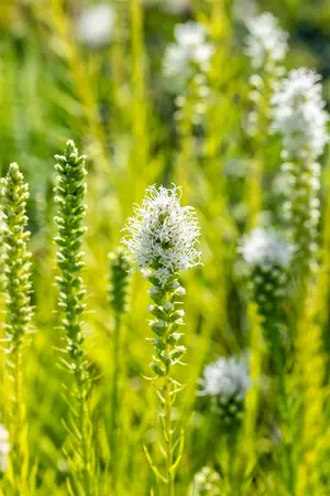 Liatris spicata 'Alba' - 2 Ltr pot - image 4