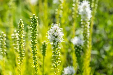Liatris spicata 'Alba' - 2 Ltr pot - image 3