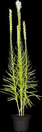 Liatris spicata 'Alba' - 2 Ltr pot - image 2