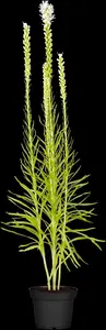 Liatris spicata 'Alba' - 2 Ltr pot - image 2