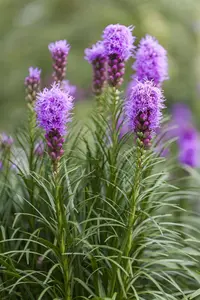 Liatris spicata 'Kobold'