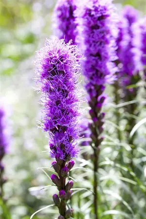 Liatris spicata 'Kobold' - 2 Ltr pot - image 5