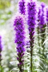 Liatris spicata 'Kobold' - 2 Ltr pot - image 5