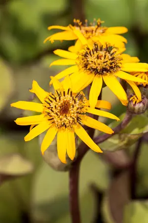 Ligularia dentata 'Desdemona' - P9
