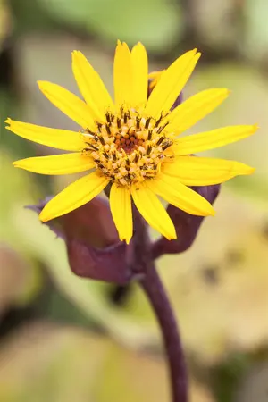 Ligularia dentata 'Little Golden Ray' - 2 Ltr pot - image 2