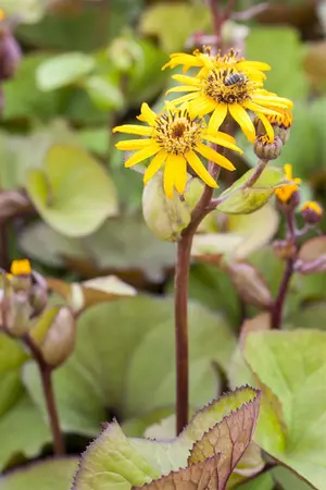 Ligularia dentata 'Little Golden Ray' - 2 Ltr pot - image 4