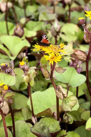 Ligularia dentata 'Little Golden Ray' - P11 - image 5