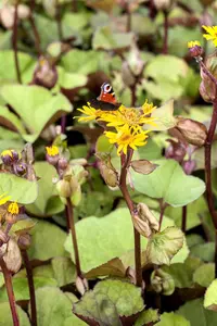 Ligularia dentata 'Little Golden Ray' - P11 - image 5
