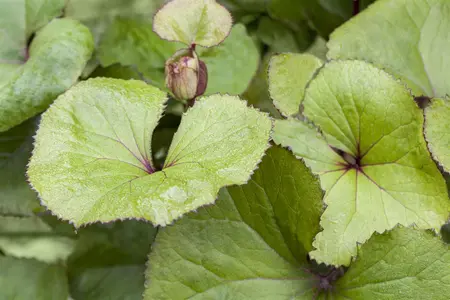 Ligularia dentata 'Little Golden Ray' - 2 Ltr pot - image 1