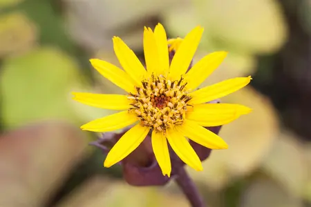 Ligularia dentata 'Little Golden Ray' - 2 Ltr pot - image 3