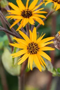 Ligularia dentata 'Othello'