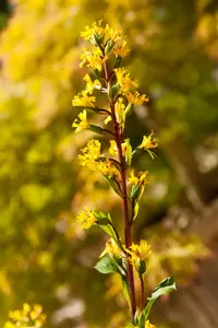Ligularia sten. 'The Rocket'