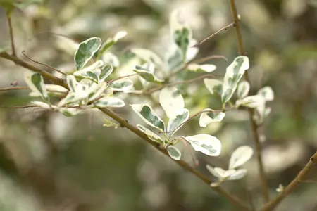 Ligustrum ibota 'Musli' - 2 Ltr pot