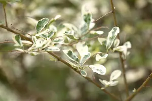 Ligustrum ibota 'Musli'