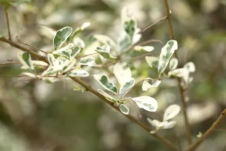 Ligustrum ibota 'Musli' - 100 CM STEM C12
