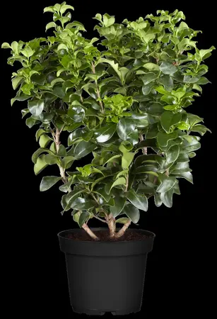 Ligustrum japonicum 'Rotundifolium' - 2 Ltr pot - image 2