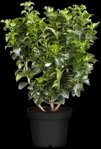 Ligustrum japonicum 'Rotundifolium' - 2 Ltr pot - image 2