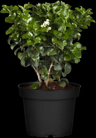 Ligustrum japonicum 'Rotundifolium' - 2 Ltr pot - image 1