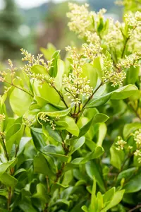 Ligustrum japonicum 'Texanum' - P9 - image 4