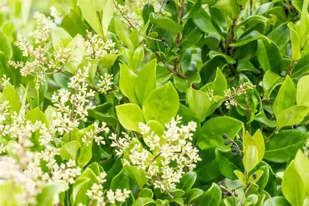 Ligustrum japonicum 'Texanum' - P9 - image 1